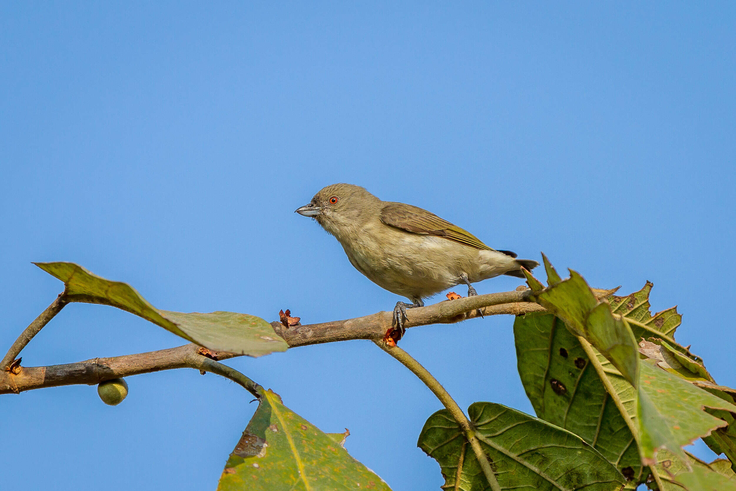 Image of Thick-billed Flowerpecker