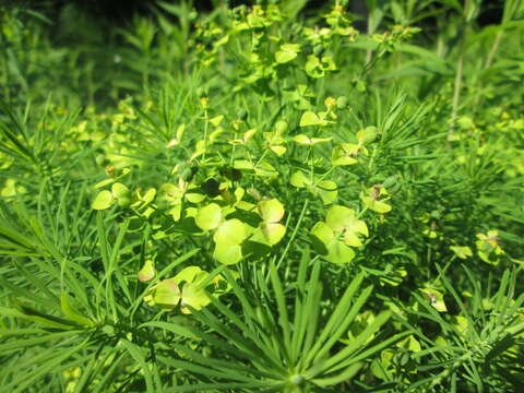 Image of Cypress Spurge