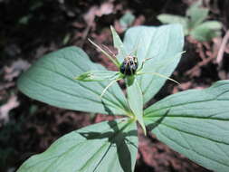 Image of herb Paris