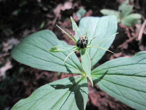 Image of herb Paris