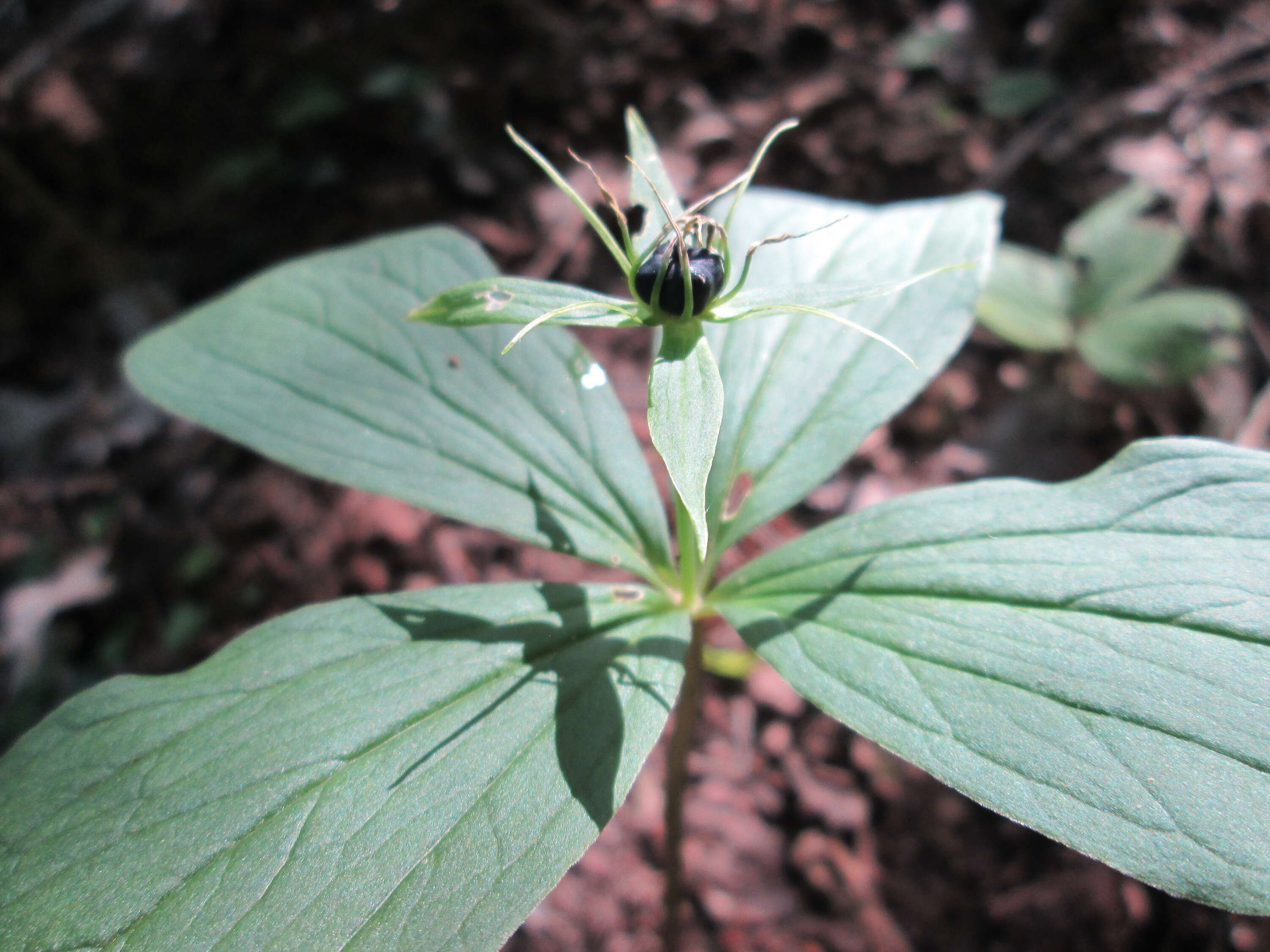 Image of herb Paris