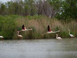 Imagem de Phoenicopterus roseus Pallas 1811