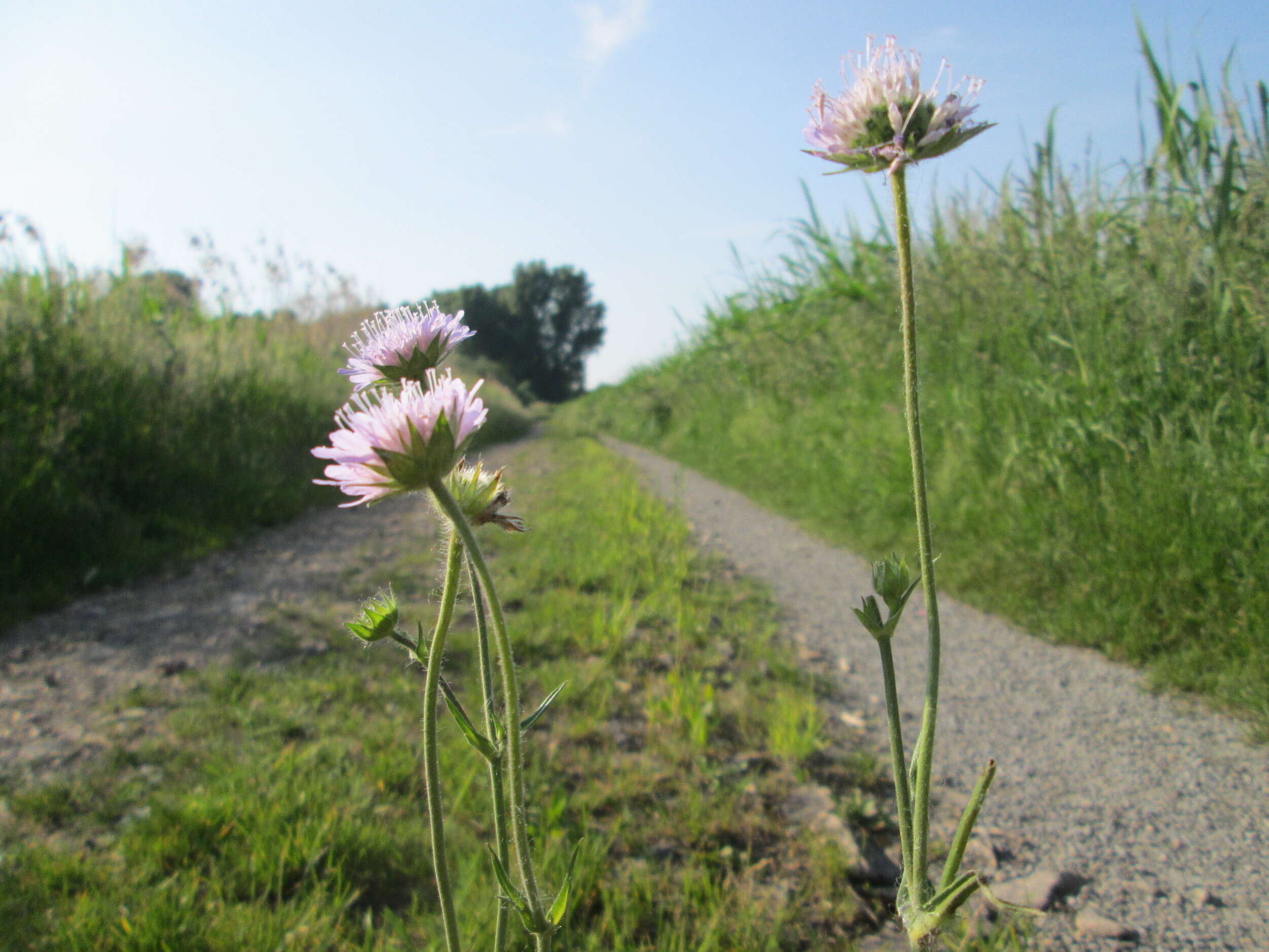 Слика од Knautia arvensis (L.) Coulter