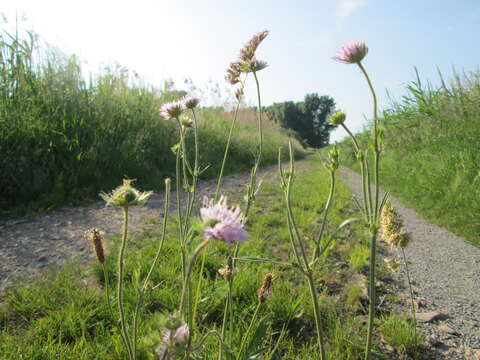 Слика од Knautia arvensis (L.) Coulter