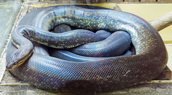 Image of Macklot's Python