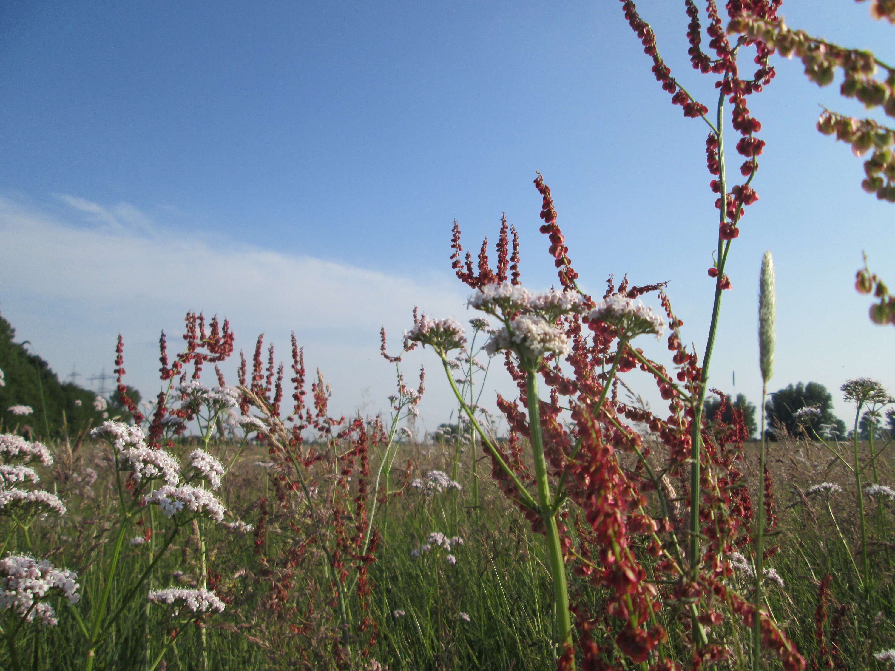 Image of Common Sorrel