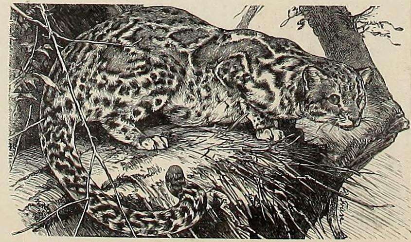 Image of Marbled Cat