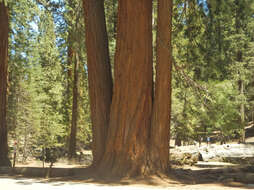 Image of giant sequoia