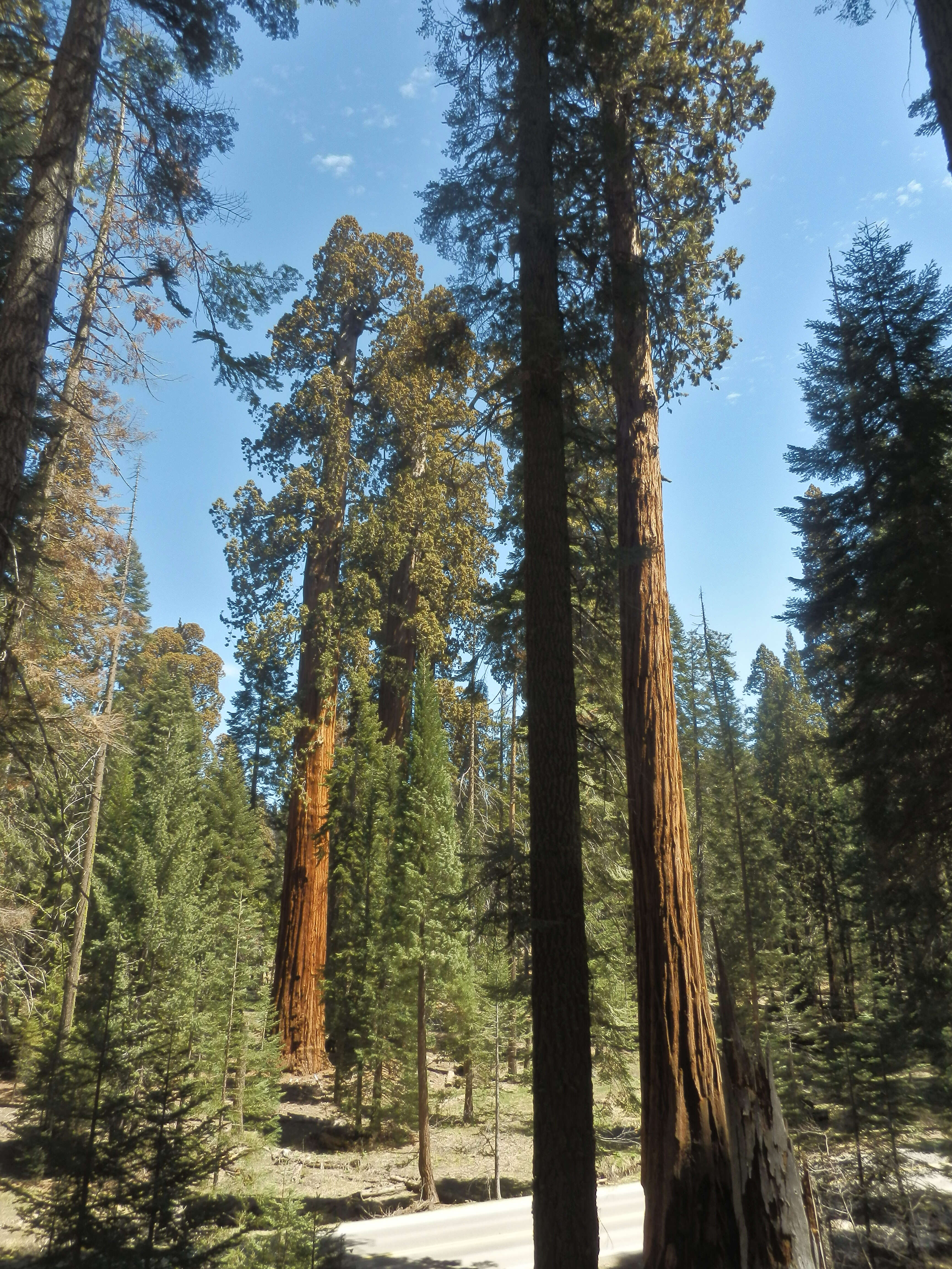 Image of giant sequoia