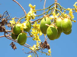 Imagem de Cochlospermum fraseri Planch.