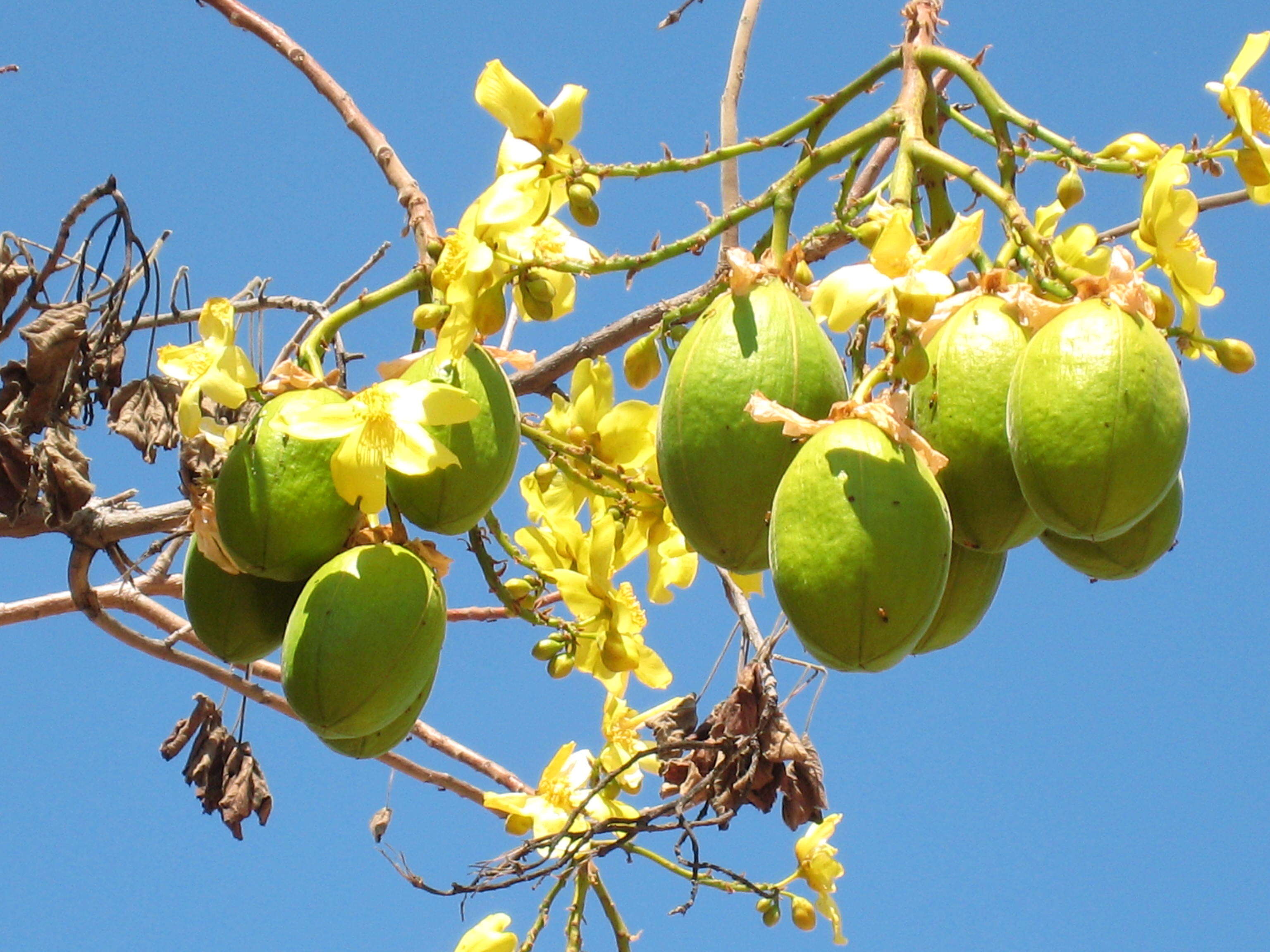 Image de Cochlospermum fraseri Planch.