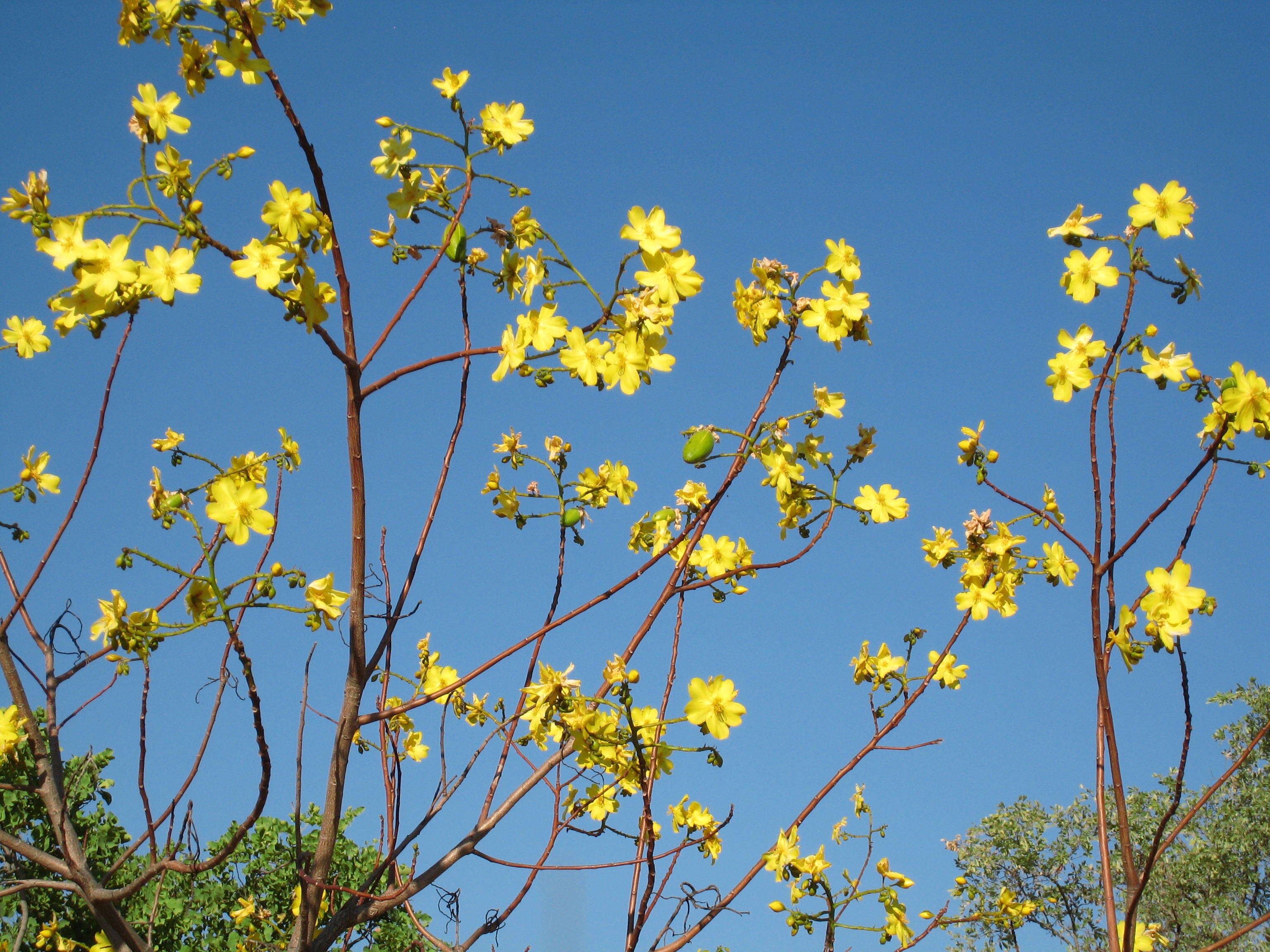 Imagem de Cochlospermum fraseri Planch.