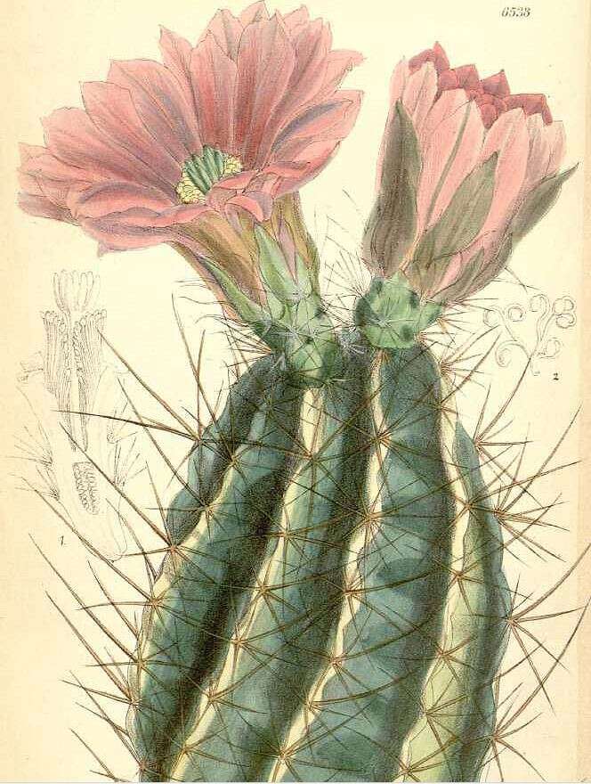 Image de Echinocereus fendleri (Engelm.) Sencke ex J. N. Haage