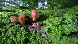 Image of Auricularia fuscosuccinea (Mont.) Henn. 1893