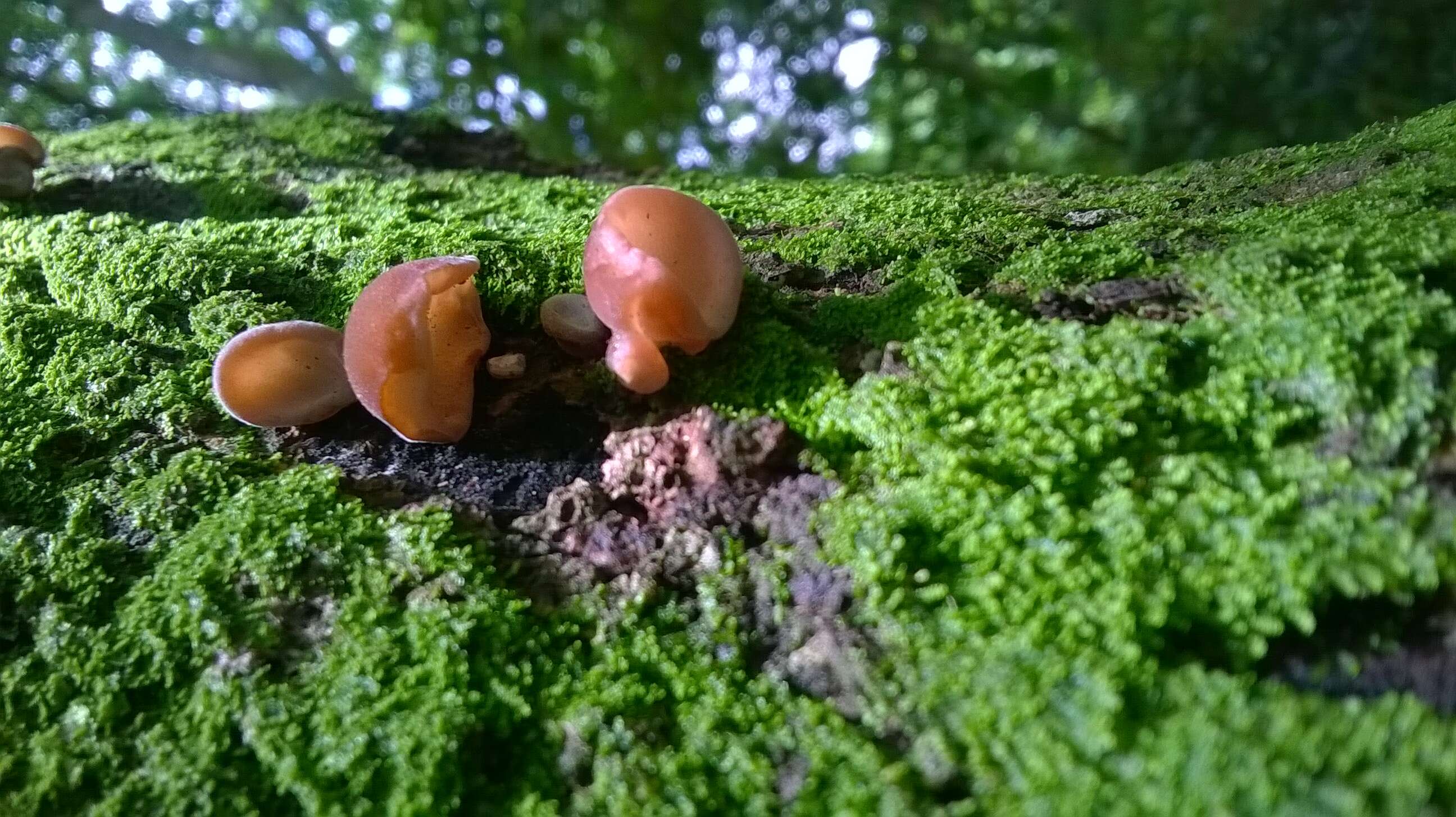 Imagem de Auricularia fuscosuccinea (Mont.) Henn. 1893