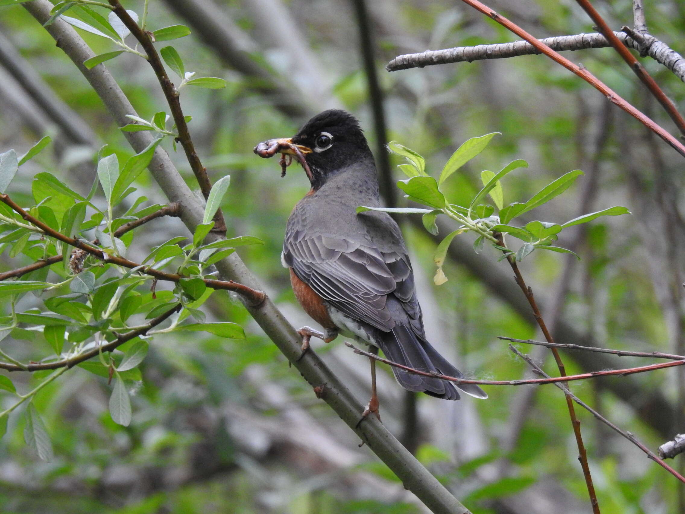 Image of American Robin