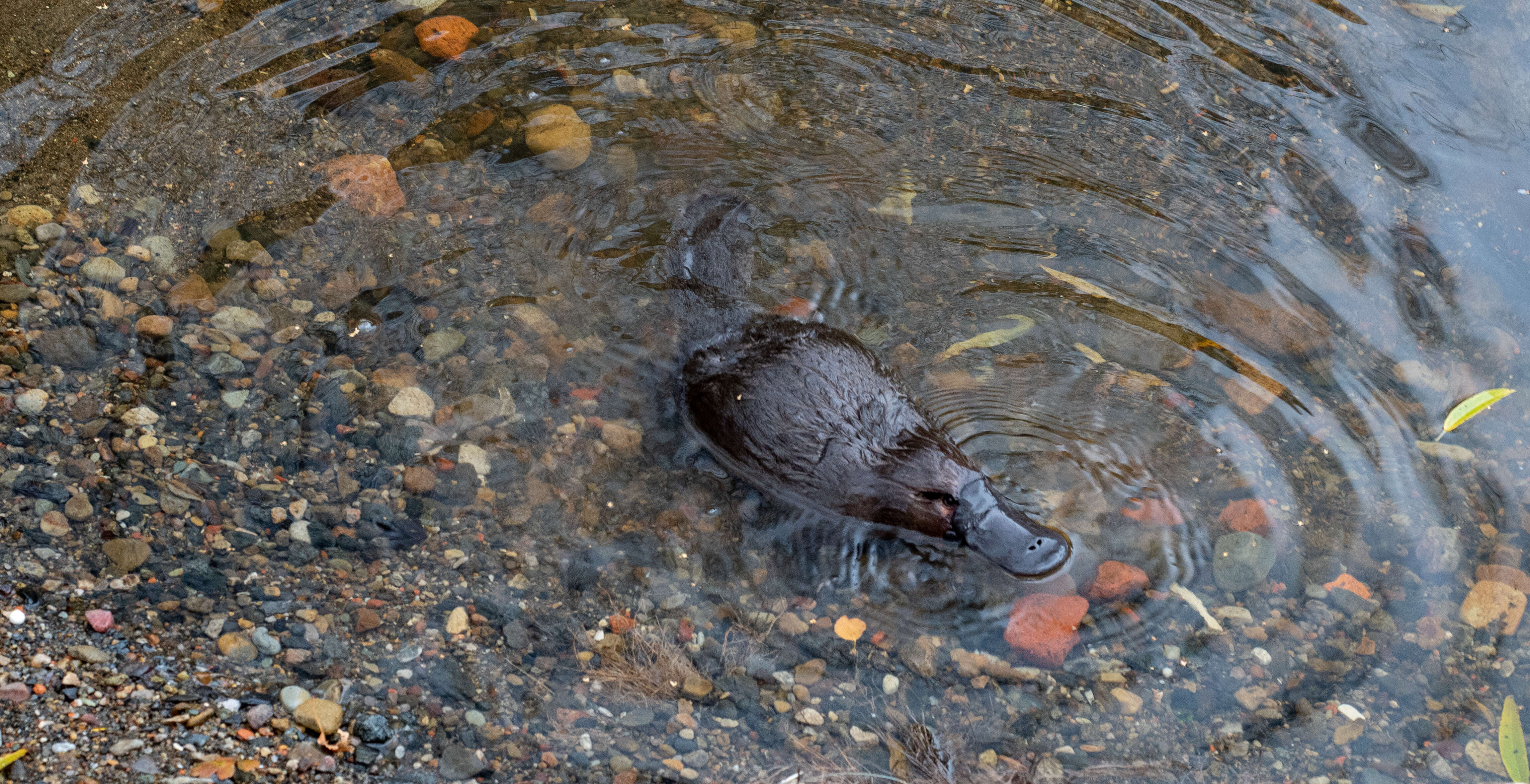 Image of platypus