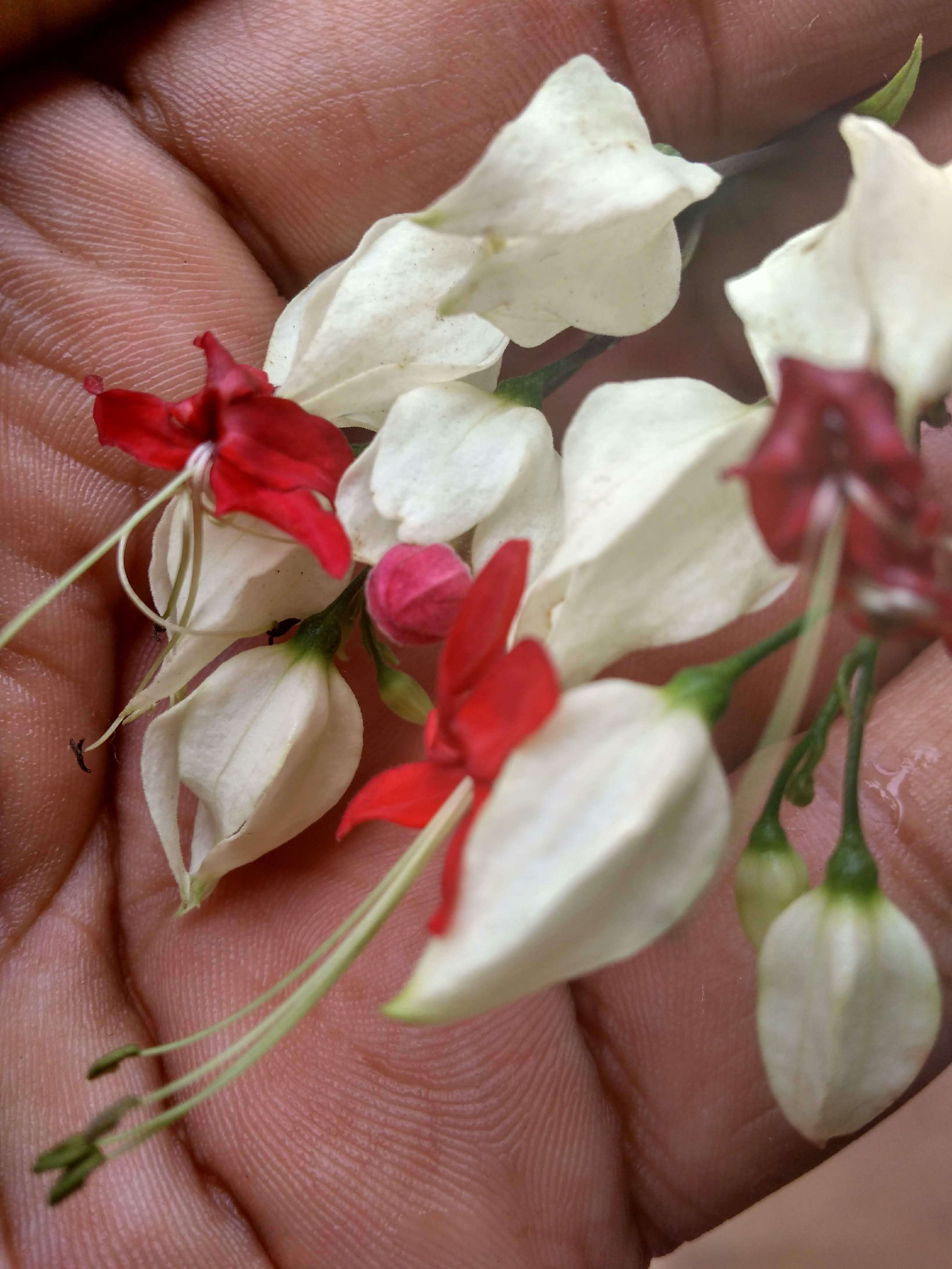 Слика од Clerodendrum thomsoniae Balf. fil.