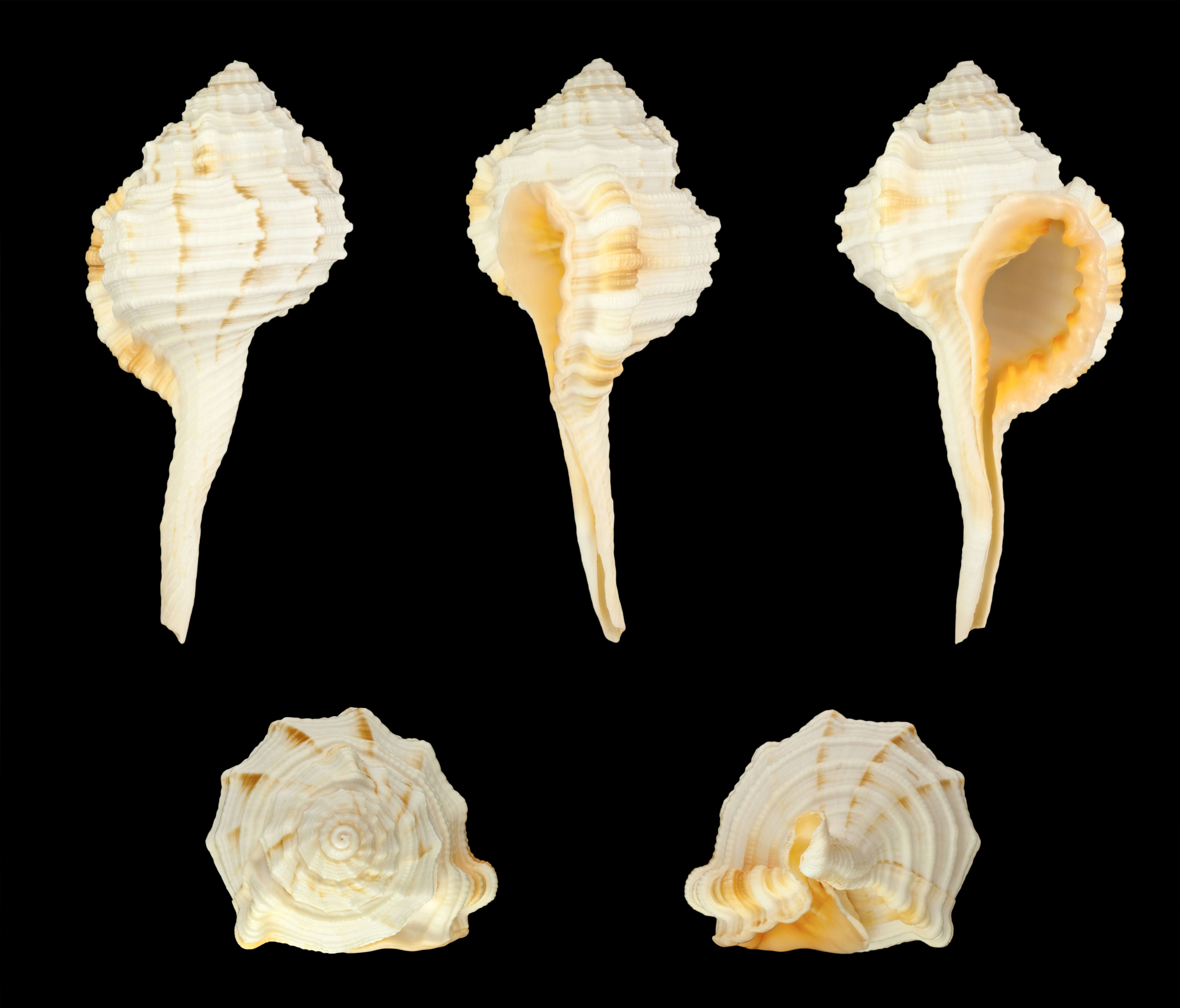 Image of Ranularia gutturnia (Röding 1798)