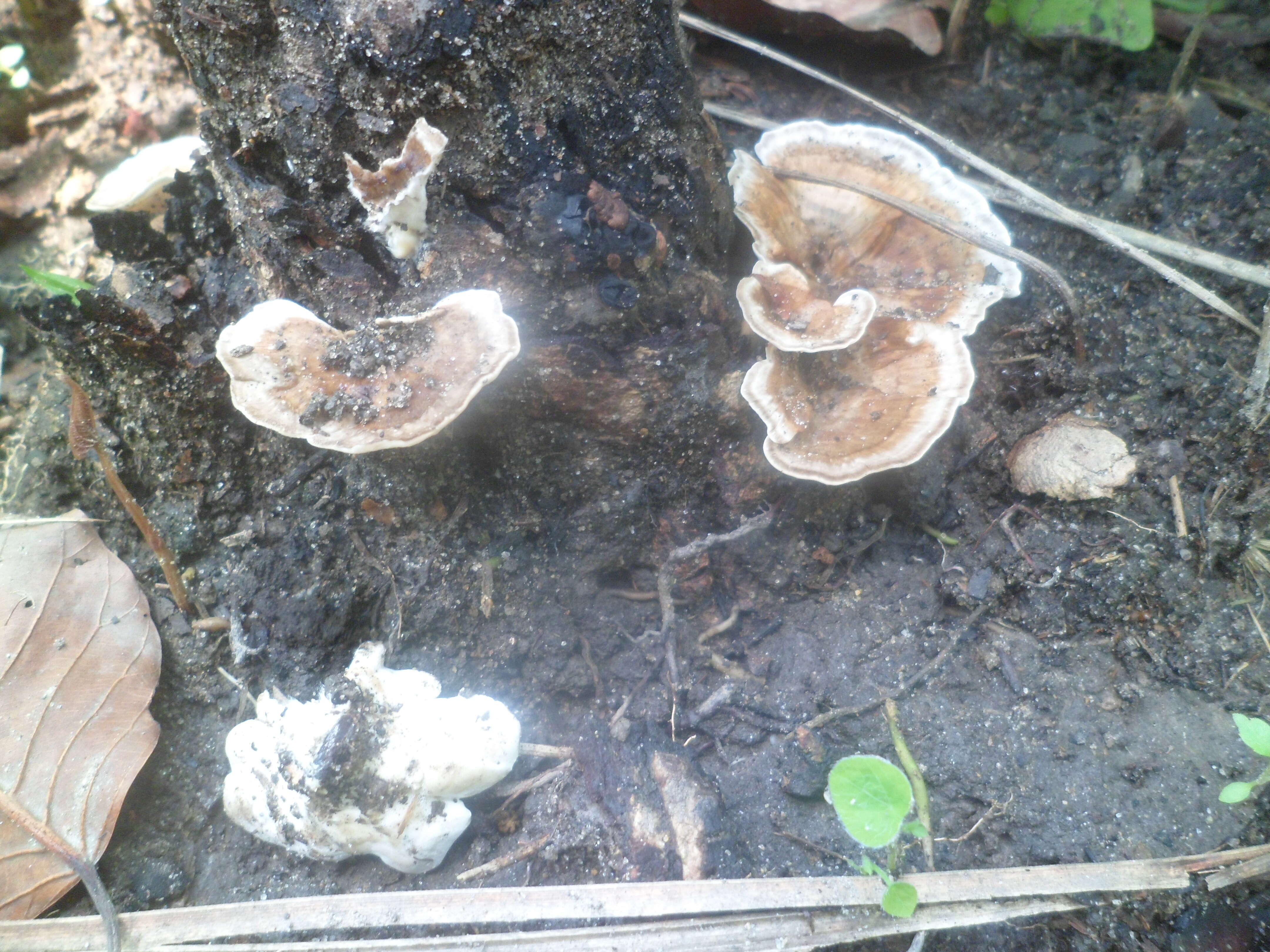 Image of Turkey Tail