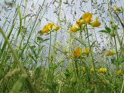 Image of Common Bird's-foot-trefoil