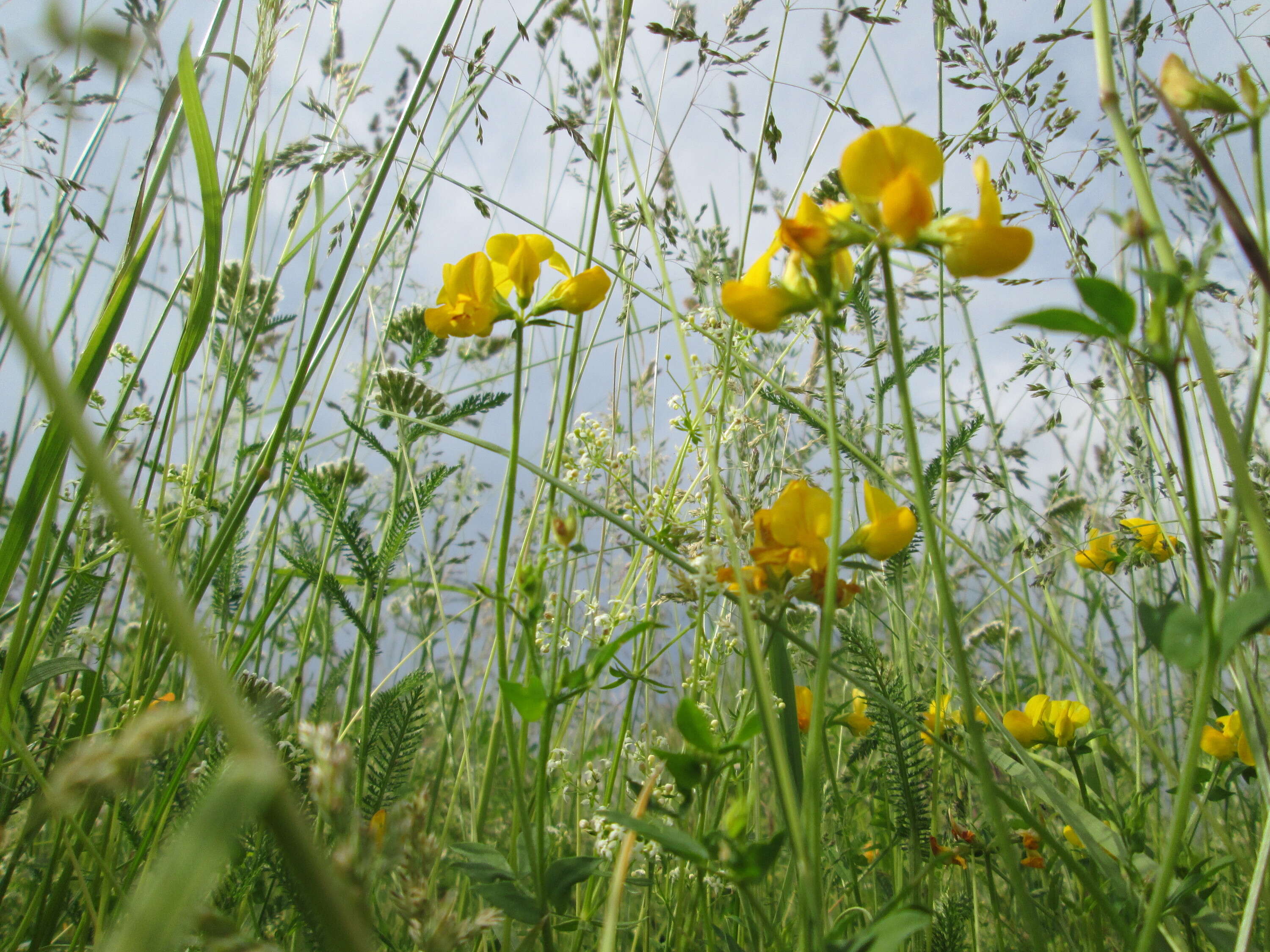 Image of Common Bird's-foot-trefoil