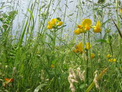 Image of Common Bird's-foot-trefoil