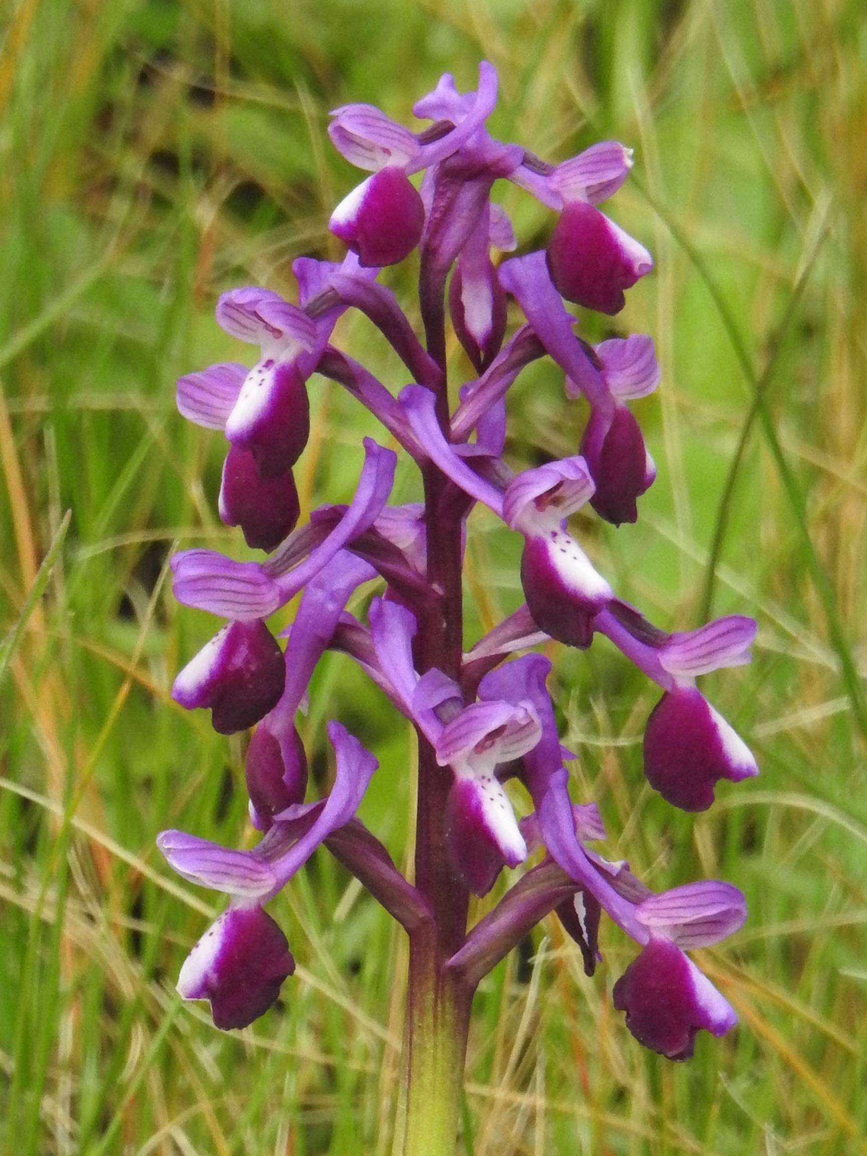 Image of Long-spurred orchid