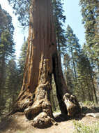 Image of giant sequoia