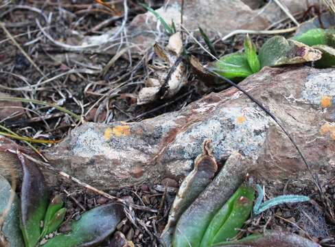 Image of Glottiphyllum depressum (Haw.) N. E. Br.