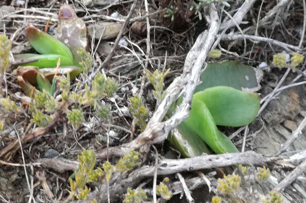 Image of Glottiphyllum depressum (Haw.) N. E. Br.