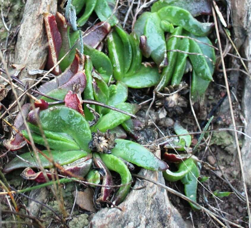 Image of Glottiphyllum depressum (Haw.) N. E. Br.