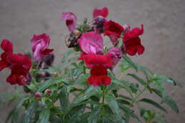 Plancia ëd Antirrhinum majus L.