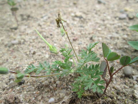 Image of Common Stork's-bill