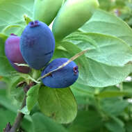 Imagem de Lonicera caerulea L.