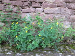 Image of celandine