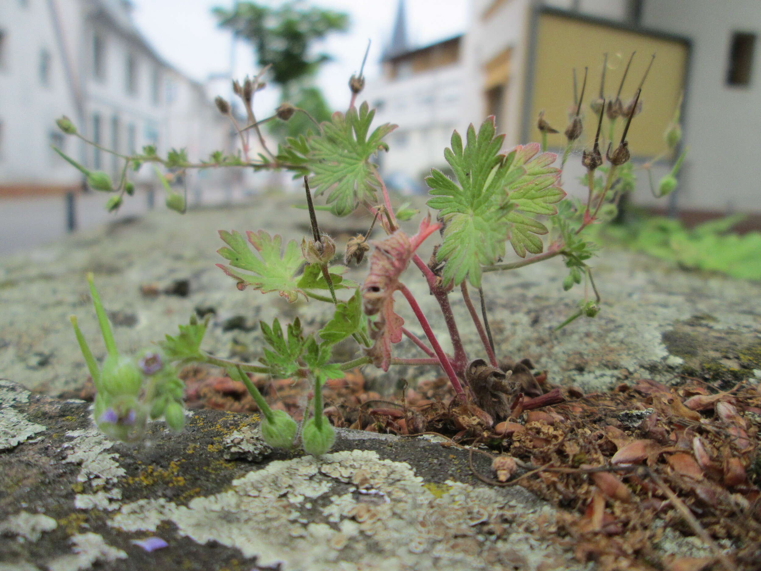 Imagem de Geranium pusillum L.