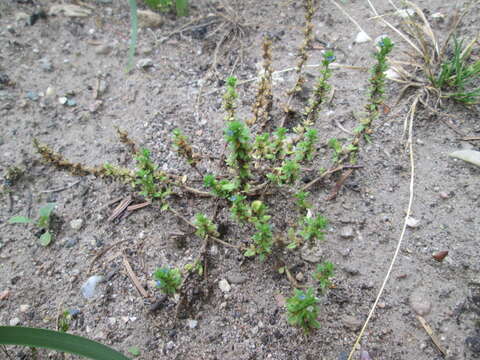 Image of common speedwell