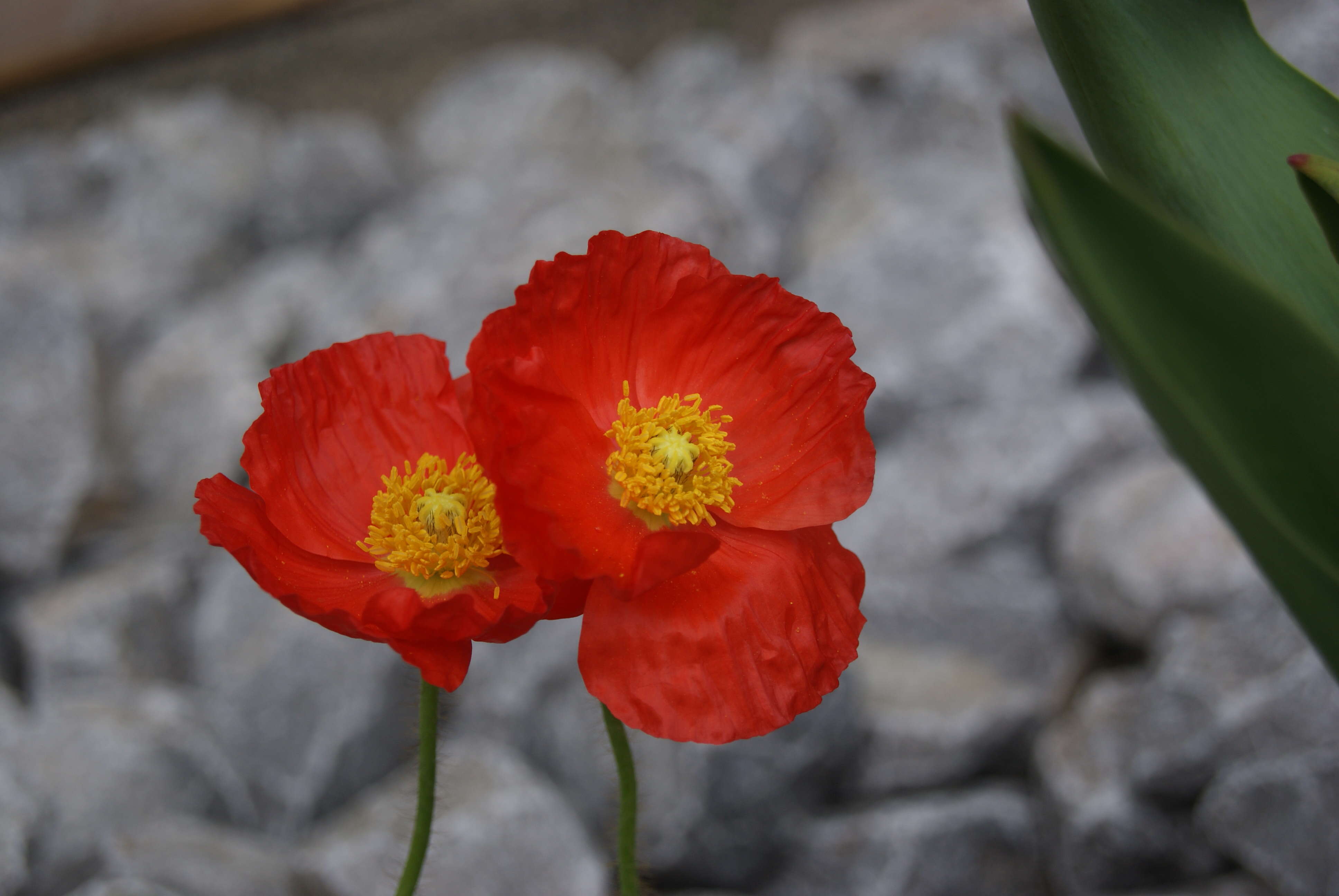 Image of Iceland Poppy