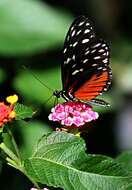 Image of Isabella’s Longwing