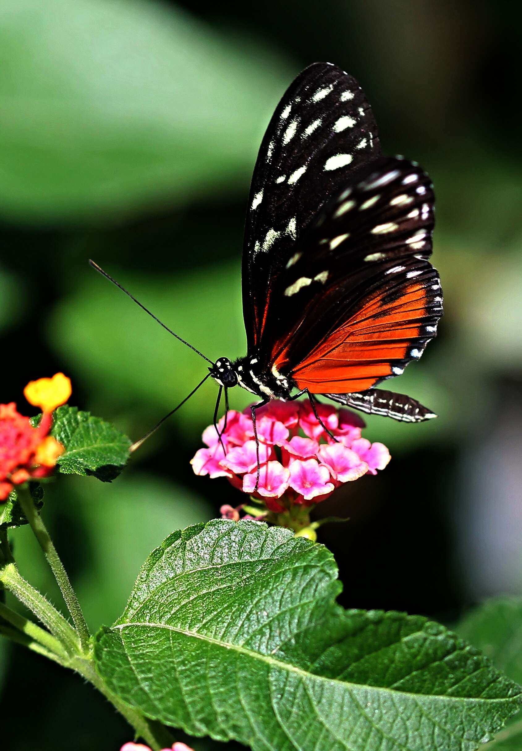 Image of Isabella’s Longwing