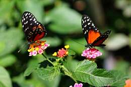 Image of Isabella’s Longwing