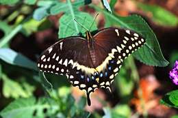 Image of Palamedes Swallowtail