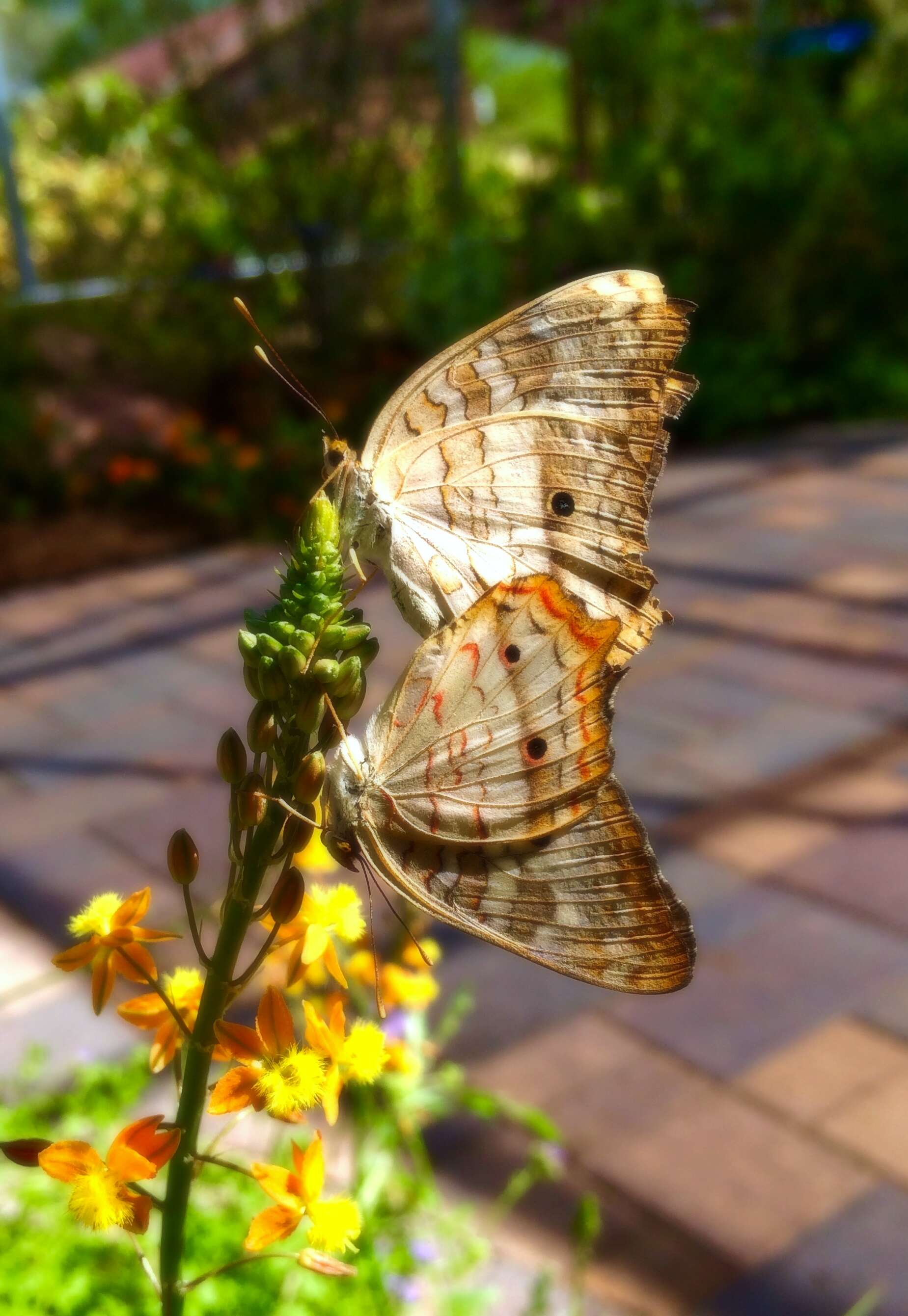 Image of White Peacock