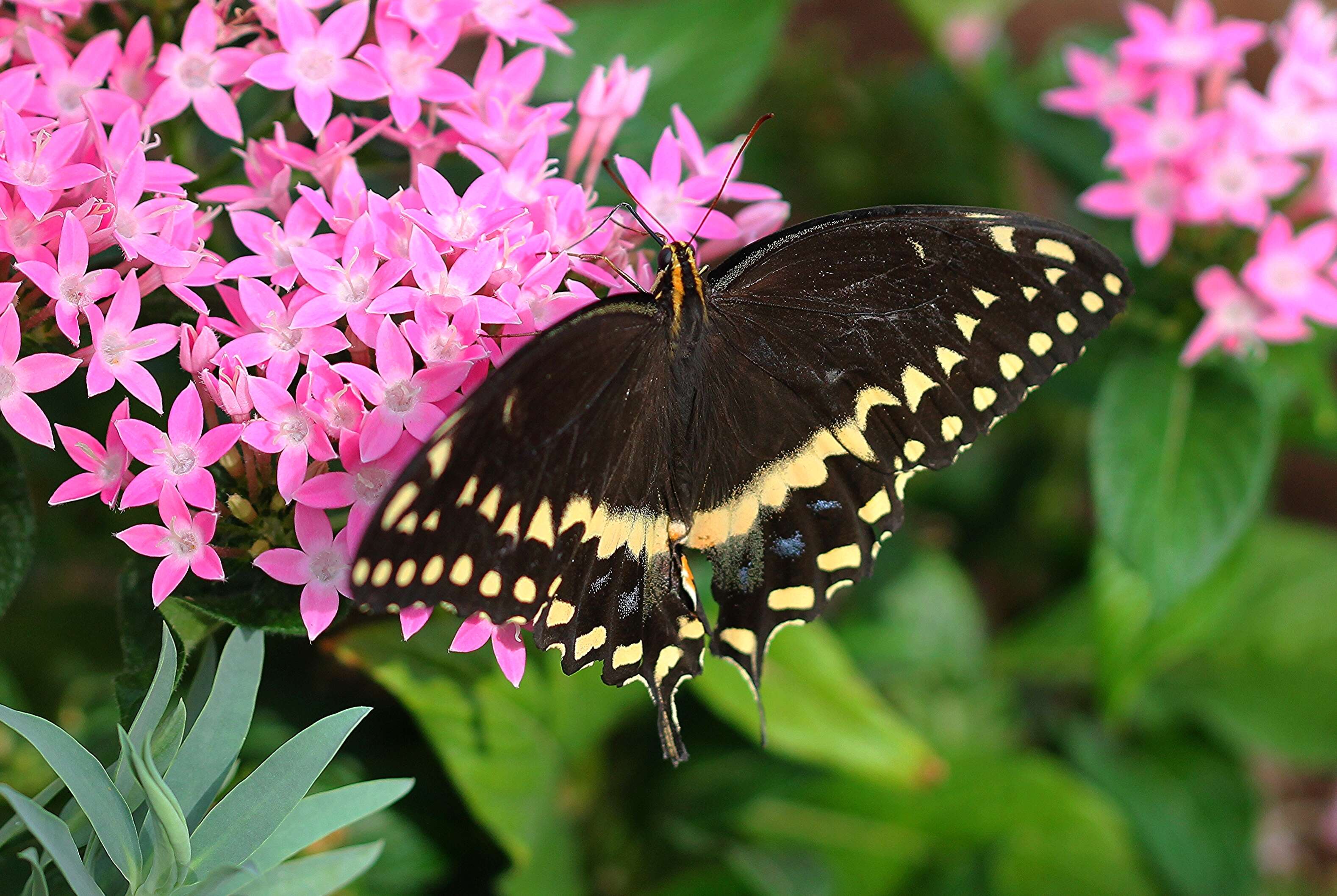 Image of Palamedes Swallowtail