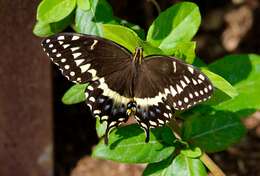 Image of Palamedes Swallowtail