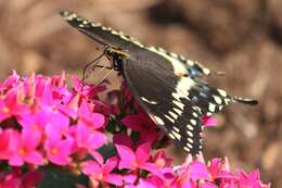 Image of Palamedes Swallowtail