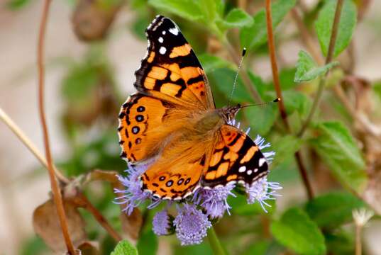 Image of Vanessa annabella