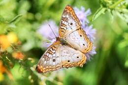 Image of White Peacock