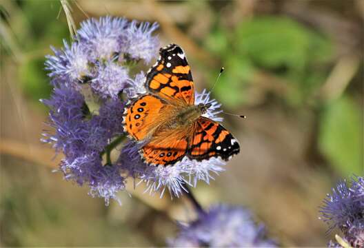 Image of Vanessa annabella